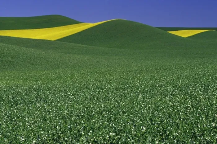 Framed Print : N. A. USA, Washington, Whitman County. Patterns of canola and wheatfields in the Palouse Framed Print : N. A. USA, Washington, Whitman County. Patterns of canola and wheatfields in the Palouse