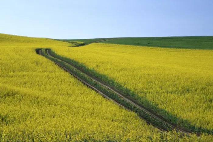 Framed Print : N. A. USA, Washington, Whitman County. Tracks running thru Canola fields Framed Print : N. A. USA, Washington, Whitman County. Tracks running thru Canola fields