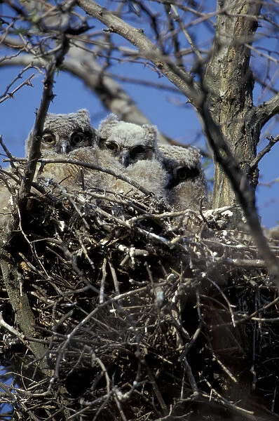 N. A. USA, Washington, Whitman County. Great Horned Owlets in nest. (Bubo virginianus)