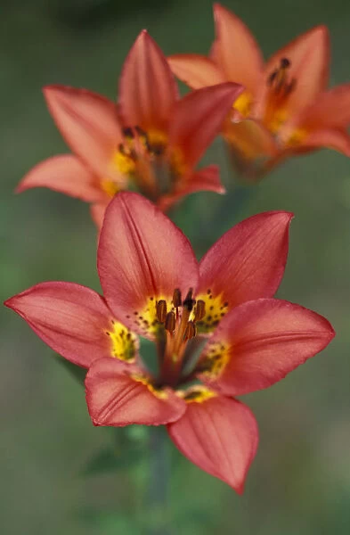 NA, Canada, Alberta, Waterton NP Western wood lily