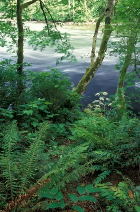 Framed Print : NA, Canada, BC, Vancouver Island, Campbell river, trees and ferns on bank of river