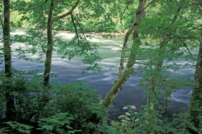 Framed Print : NA, Canada, BC, Vancouver Island, Campbell river, trees and ferns on bank of river Framed Print : NA, Canada, BC, Vancouver Island, Campbell river, trees and ferns on bank of river