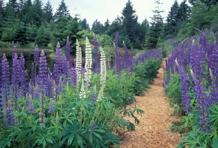Framed Print : NA, Canada, BC, Vancouver Island, Comox Valley, Kitty Coleman Woodland Gardens, Lupines Framed Print : NA, Canada, BC, Vancouver Island, Comox Valley, Kitty Coleman Woodland Gardens, Lupines