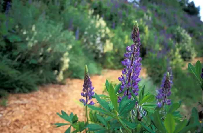 Framed Print : NA, Canada, BC, Vancouver Island, Comox Valley, Kitty Coleman Woodland Gardens, Lupines