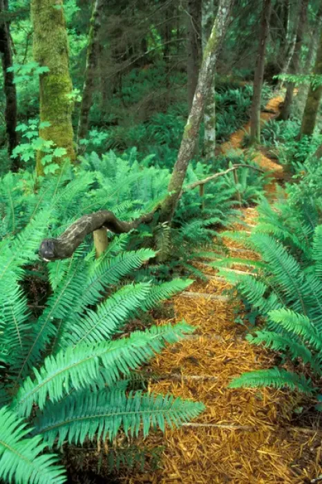 Framed Print : NA, Canada, BC, Vancouver Island, Comox Valley, Kitty Coleman Woodland Gardens, woodchip