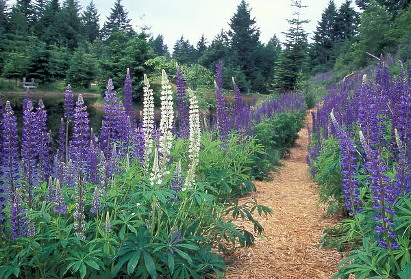 NA, Canada, BC, Vancouver Island, Comox Valley, Kitty Coleman Woodland Gardens, Lupines