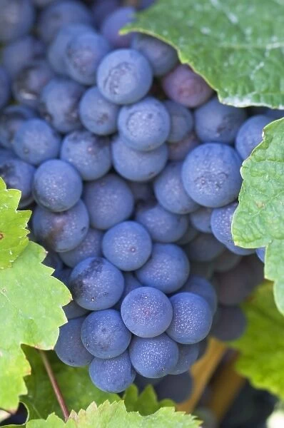 NA; Canada; British Columbia; Okanagan Valley; Pinot Gris Grapes (Selective Focus)