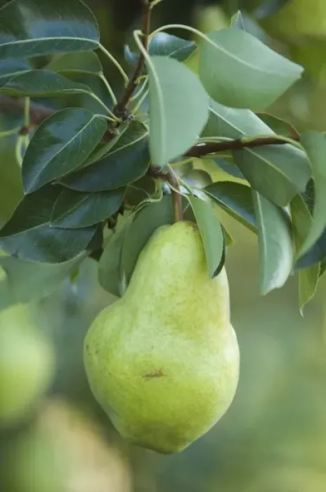 Framed Print : NA; Canada; British Columbia; Okanagan Valley; Bartlett Pear (Selective Focus)