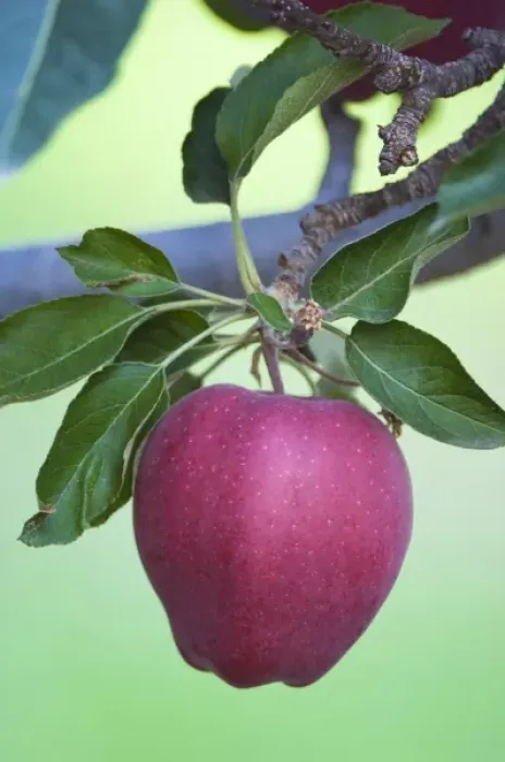 Framed Print : NA; Canada; British Columbia; Okanagan Valley; Mac Apple (Selective Focus)