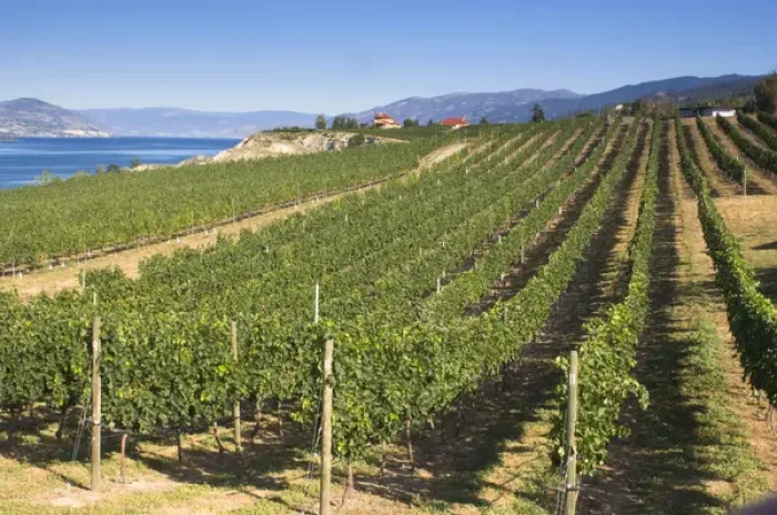 Framed Print : NA; Canada; British Columbia; Okanagan Valley; Naramata; Vineyard on Lake Okanagan Framed Print : NA; Canada; British Columbia; Okanagan Valley; Naramata; Vineyard on Lake Okanagan