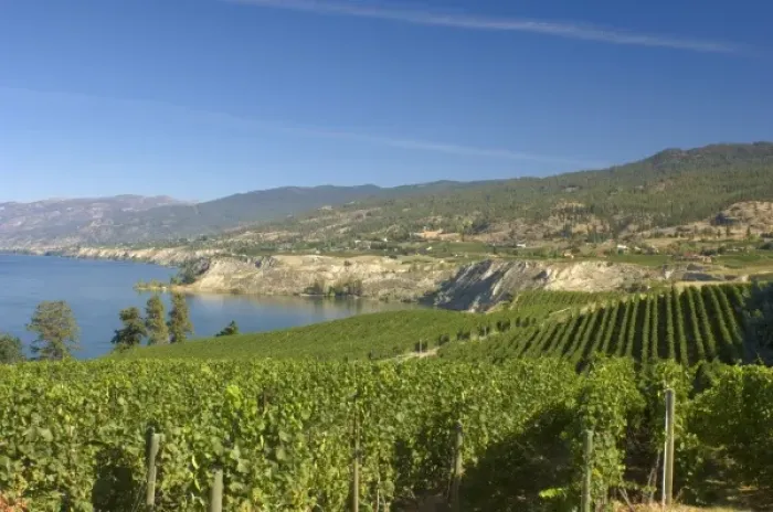 Framed Print : NA; Canada; British Columbia; Okanagan Valley; Naramata; Vineyard on Lake Okanagan Framed Print : NA; Canada; British Columbia; Okanagan Valley; Naramata; Vineyard on Lake Okanagan