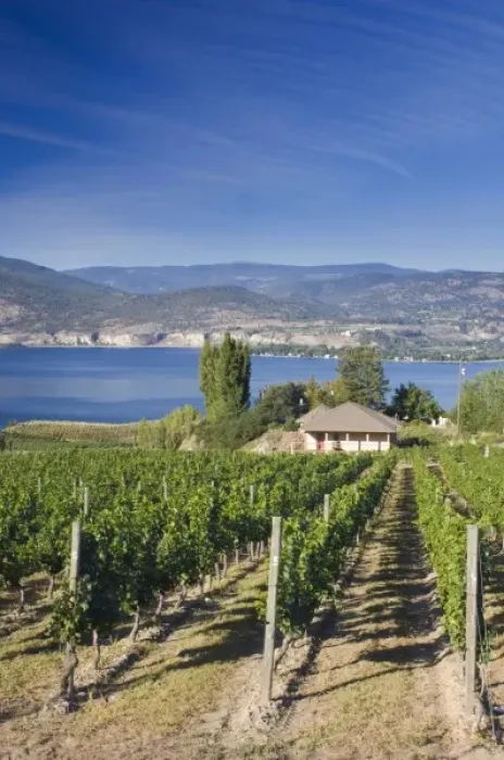 Framed Print : NA; Canada; British Columbia; Okanagan Valley; Naramata; Vineyard on Lake Okanagan Framed Print : NA; Canada; British Columbia; Okanagan Valley; Naramata; Vineyard on Lake Okanagan
