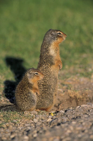 NA, Canada, Jasper NP Columbian ground squirrels; baby and mother watch for danger
