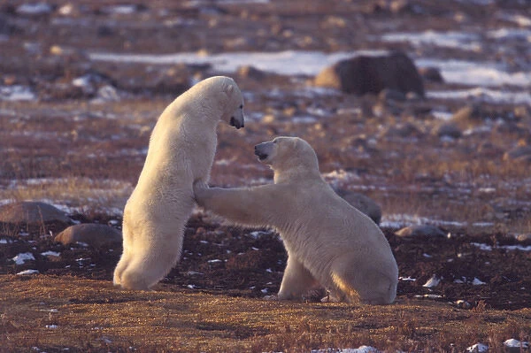 NA, Canada, Manitoba, Churchill, Gordon Point Polar bears interacting at last light