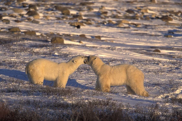NA, Canada, Manitoba, Churchill Adult polar bears (Ursus maritimus) play on the