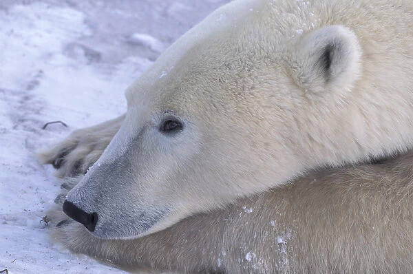NA, Canada, Manitoba, Churchill Close-up of a polar bear (Ursus maritimus) resting