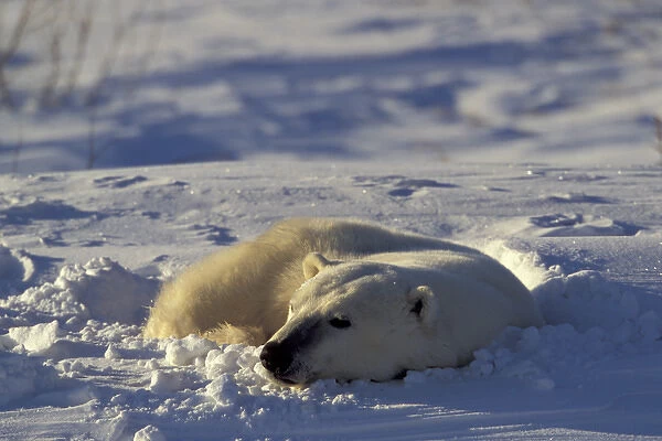 NA, Canada, Manitoba, Churchill A polar bear (Ursus maritimus) has dug a sleeping