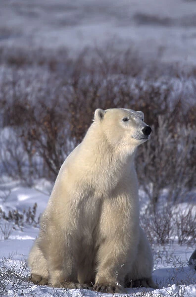 NA, Canada, Manitoba, Churchill A polar bear (Ursus maritimus) sits in a dog-like