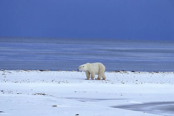 NA, Canada, Manitoba, Churchill Polar bear (Ursus maritimus) walks along the rugged