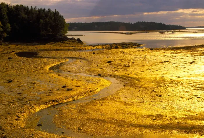 Framed Print : NA, Canada, New Brunswick. Outgoing tide at sunset on Campobello Island
