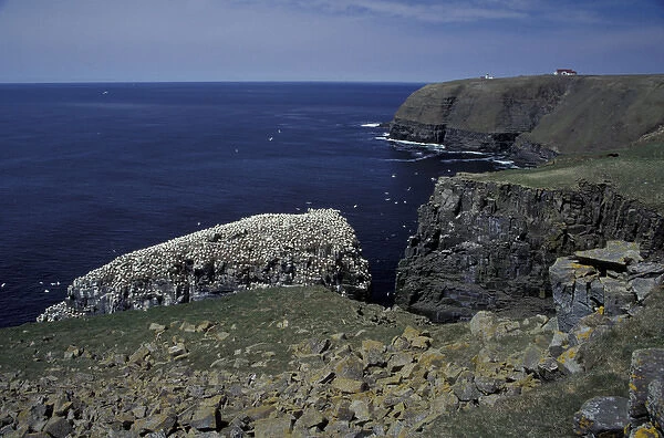 NA, Canada, Newfoundland, Cape St. Marys Northern gannet colony