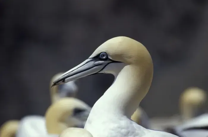 Framed Print : NA, Canada, Newfoundland, Cape St. Marys Northern Gannet