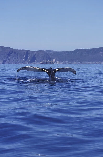 NA, Canada, Newfoundland, Trinity Bay Humpback whale tail