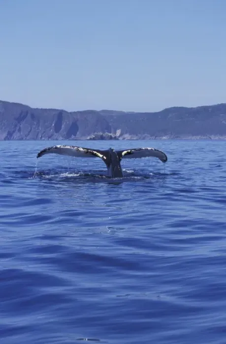 Framed Print : NA, Canada, Newfoundland, Trinity Bay Humpback whale tail