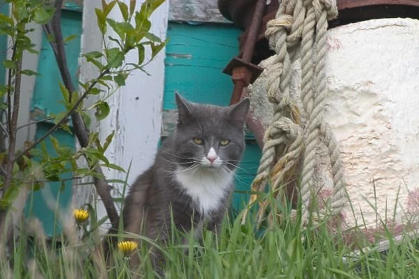 NA, Canada, Prince Edward Island, Malpeque Harbour. Cat fed by lobstermen