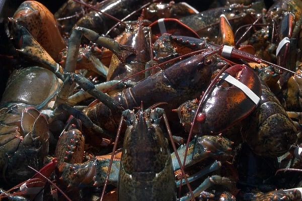 NA, Canada, Prince Edward Island. Lobsters in pot