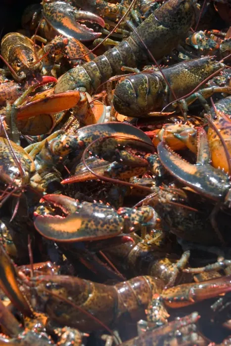 Framed Print : NA, Canada, Prince Edward Island. Lobsters in pot