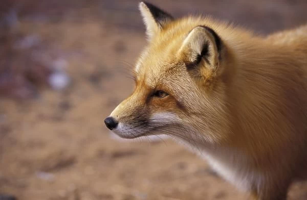 NA, Canada. Red Fox