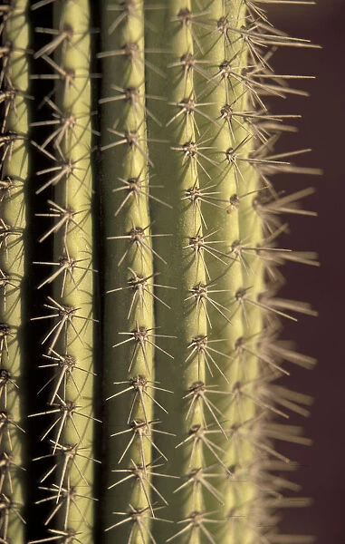 NA, Mexico, Baja Mexico, Cabo San Lucas Colorful cactus details