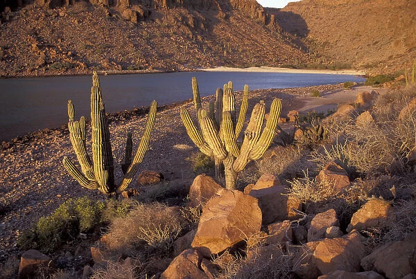 NA, Mexico, Baja Mexico, Sea of Cortez Cacti on Espiritu Santo Island