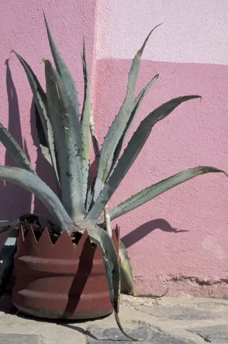 Framed Print : NA, Mexico, Baja, Todos Santos. Potted cactus in front of colorful pink wall Framed Print : NA, Mexico, Baja, Todos Santos. Potted cactus in front of colorful pink wall