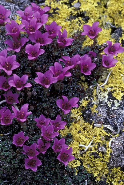 NA, USA, Alaska, Alaska National Wildlife Refuge Purple mountain saxifrage, surrounded by lichen