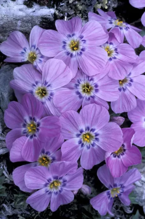 Framed Print : NA, USA, Alaska, Arctic National Wildlife Refuge. Siberian phlox growing on an alpine