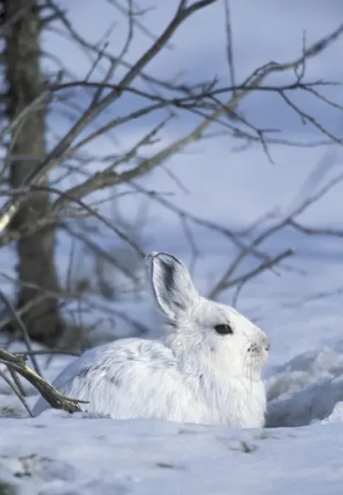 Framed Print : NA, USA, Alaska. Arctic National Wildlife Refuge. Snowshoe hare Framed Print : NA, USA, Alaska. Arctic National Wildlife Refuge. Snowshoe hare