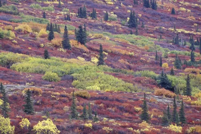 Framed Print : NA, USA, Alaska Autumn colors along the Old Denali Highway, near Paxson