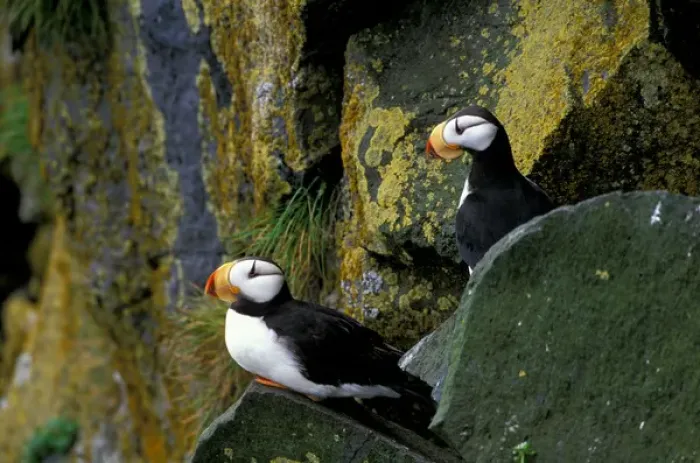 Framed Print : NA, USA, Alaska, Bering Sea, Pribilofs, St. Paul Island, Zapadni Rookery, Horned puffins Framed Print : NA, USA, Alaska, Bering Sea, Pribilofs, St. Paul Island, Zapadni Rookery, Horned puffins