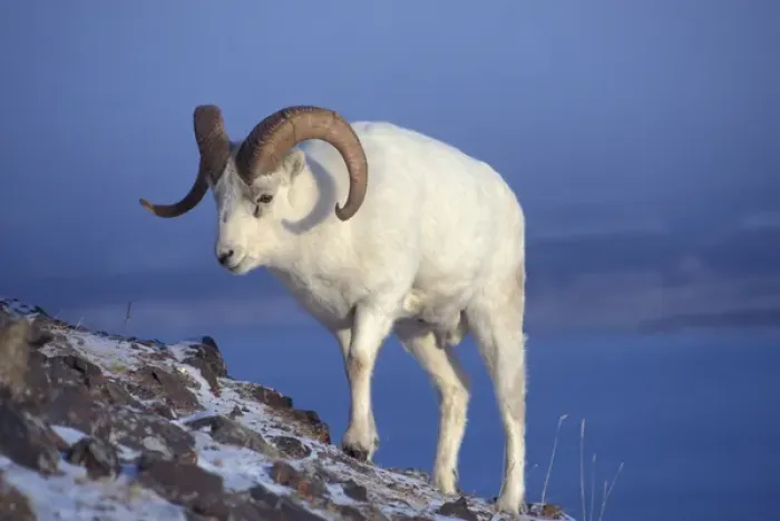 Framed Print : NA, USA, Alaska, A Dall sheep ram (Ovis dalli) walks up a mountain slope during Framed Print : NA, USA, Alaska, A Dall sheep ram (Ovis dalli) walks up a mountain slope during