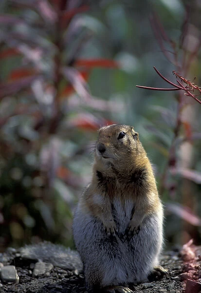 NA, USA, Alaska. Denali National Park. Arctic brown squirrel