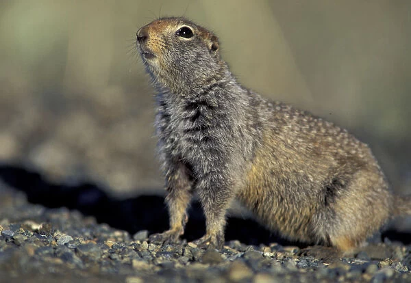 NA, USA, Alaska, Denali National Park. Arctic ground squirrel hides in brush in Thorofare