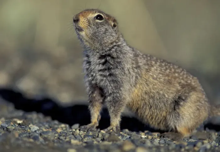 Framed Print : NA, USA, Alaska, Denali National Park. Arctic ground squirrel hides in brush in Thorofare Framed Print : NA, USA, Alaska, Denali National Park. Arctic ground squirrel hides in brush in Thorofare