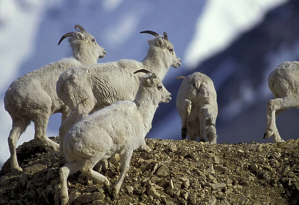 NA, USA, Alaska, Denali National Park. Dall goats on ridge in Savage River Canyon