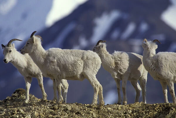 NA, USA, Alaska, Denali National Park. Dall Sheep on ridge in Polychrome Pass