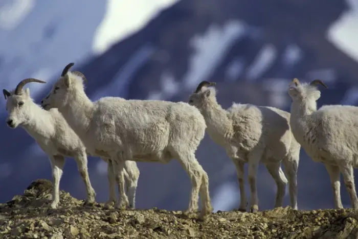 Framed Print : NA, USA, Alaska, Denali National Park. Dall Sheep on ridge in Polychrome Pass