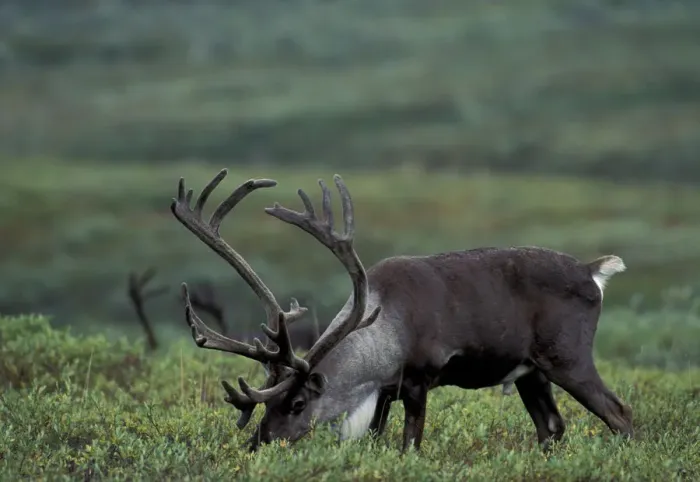 Framed Print : NA, USA, Alaska. Denali National Park. Bull caribou
