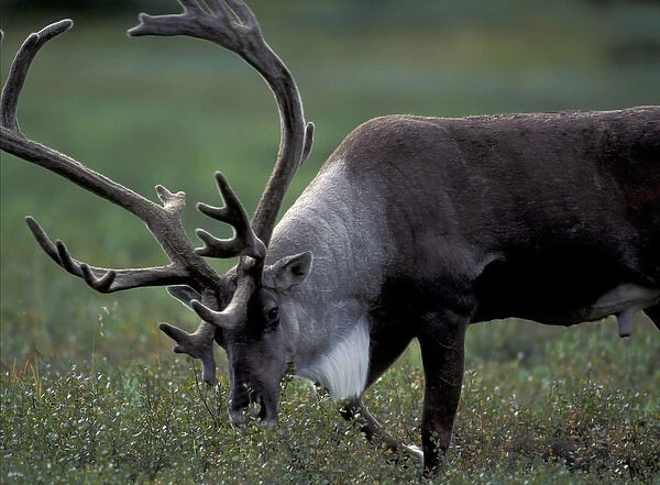 NA, USA, Alaska. Denali National Park. Bull caribou