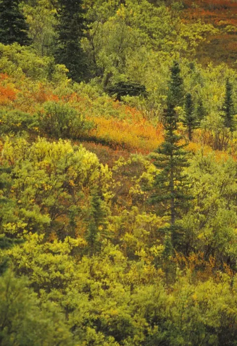 Framed Print : NA, USA, Alaska. Denali National Park. Black Spruce, Bearberry and blueberry bushes